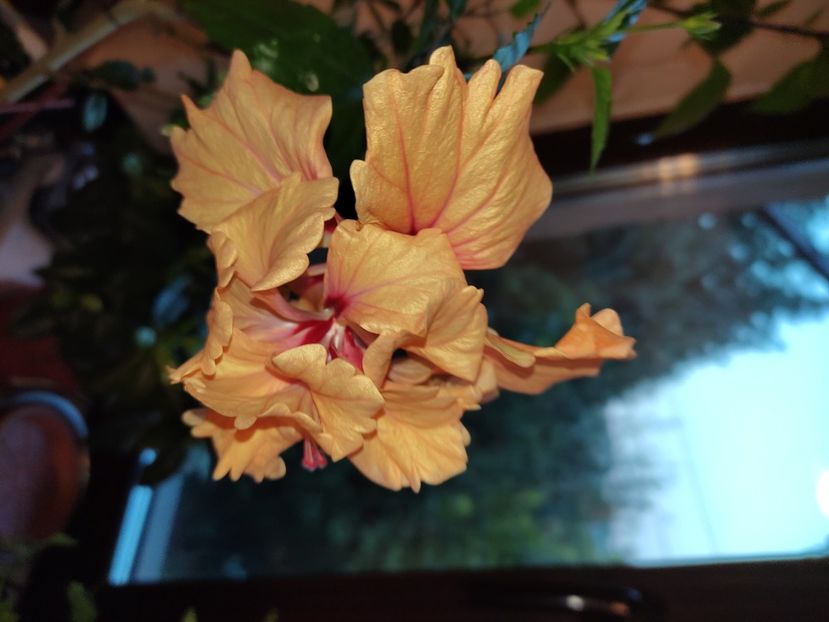  - Hibiscus 4