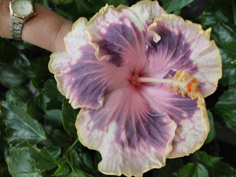  - Hibiscus 4