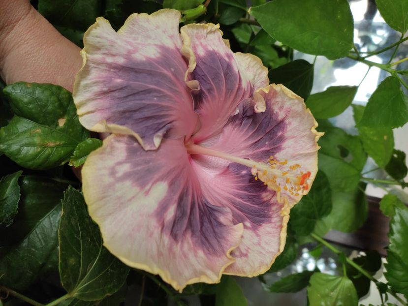  - Hibiscus 4