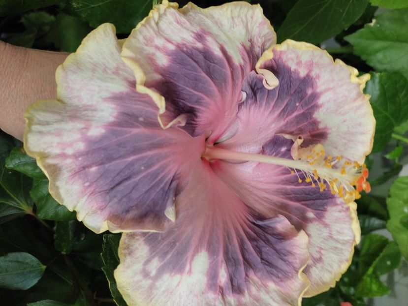  - Hibiscus 4