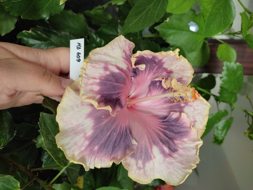  - Hibiscus 4