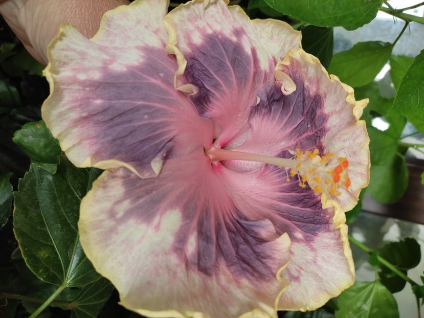  - Hibiscus 4