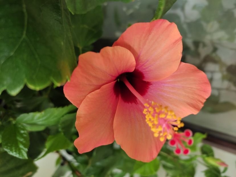  - Hibiscus 4