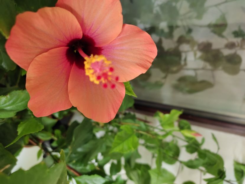  - Hibiscus 4