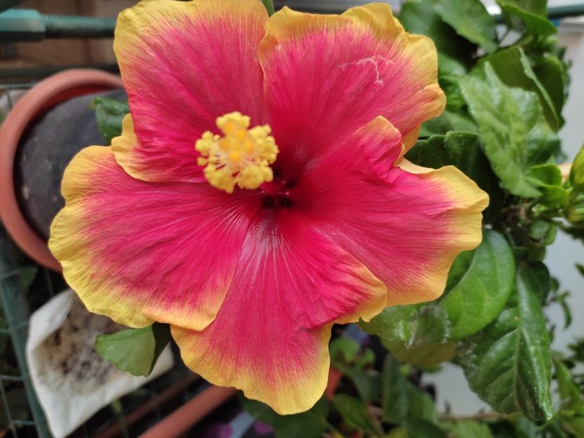  - Hibiscus 4