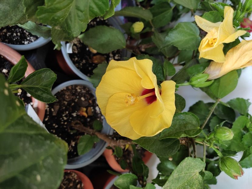  - Hibiscus 4