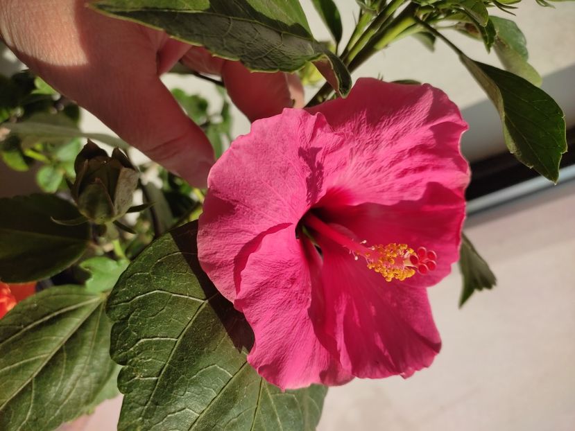  - Hibiscus 4