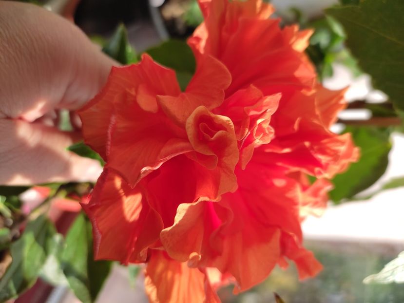  - Hibiscus 4