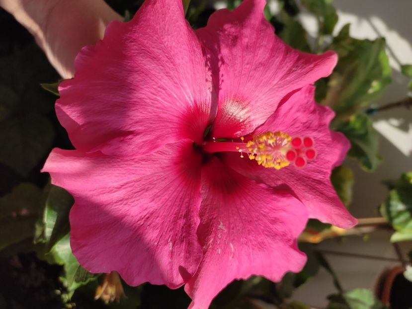  - Hibiscus 4