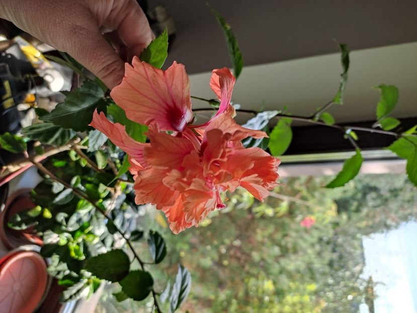  - Hibiscus 4