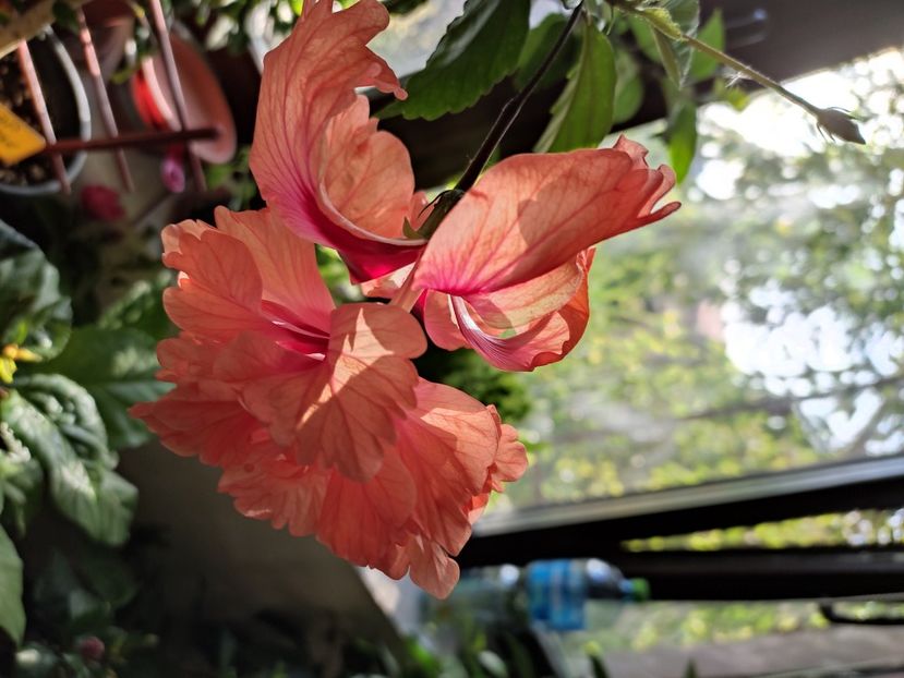  - Hibiscus 4