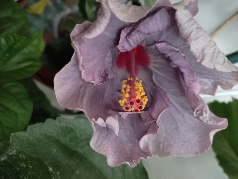  - Hibiscus 4