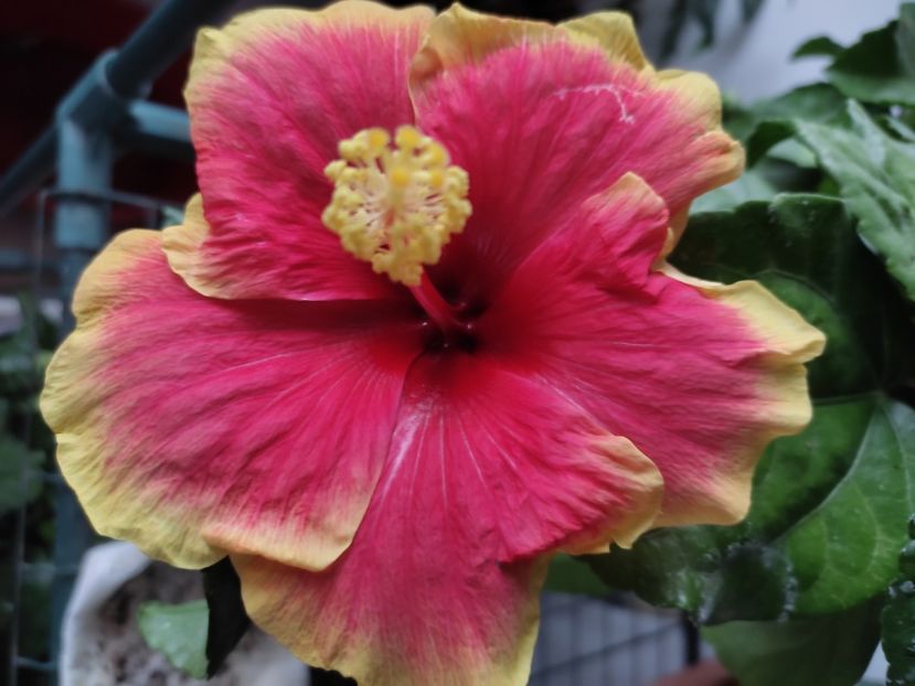  - Hibiscus 4