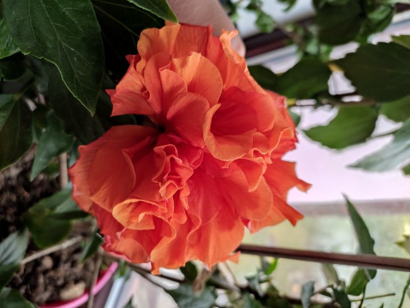  - Hibiscus 4