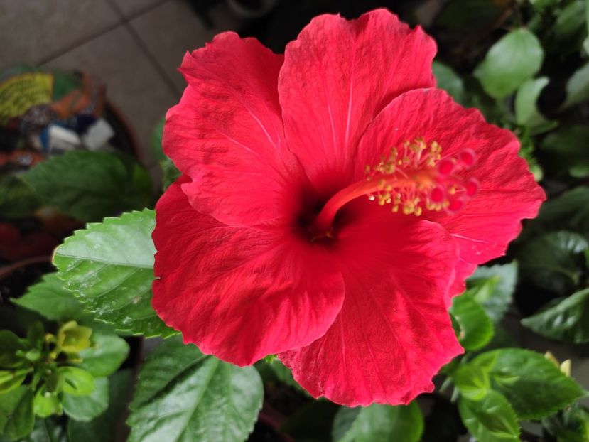  - Hibiscus 4