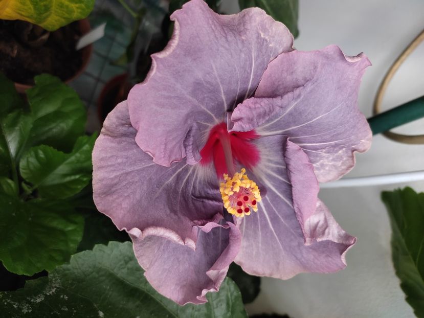 - Hibiscus 4