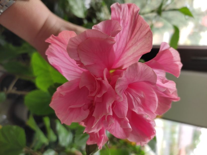  - Hibiscus 4