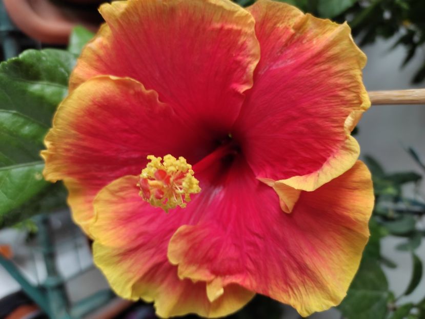  - Hibiscus 4