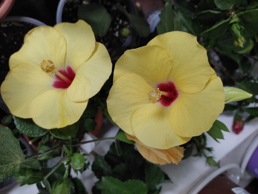  - Hibiscus 4