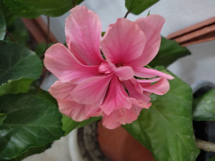  - Hibiscus 4