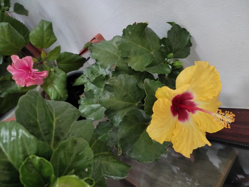  - Hibiscus 4