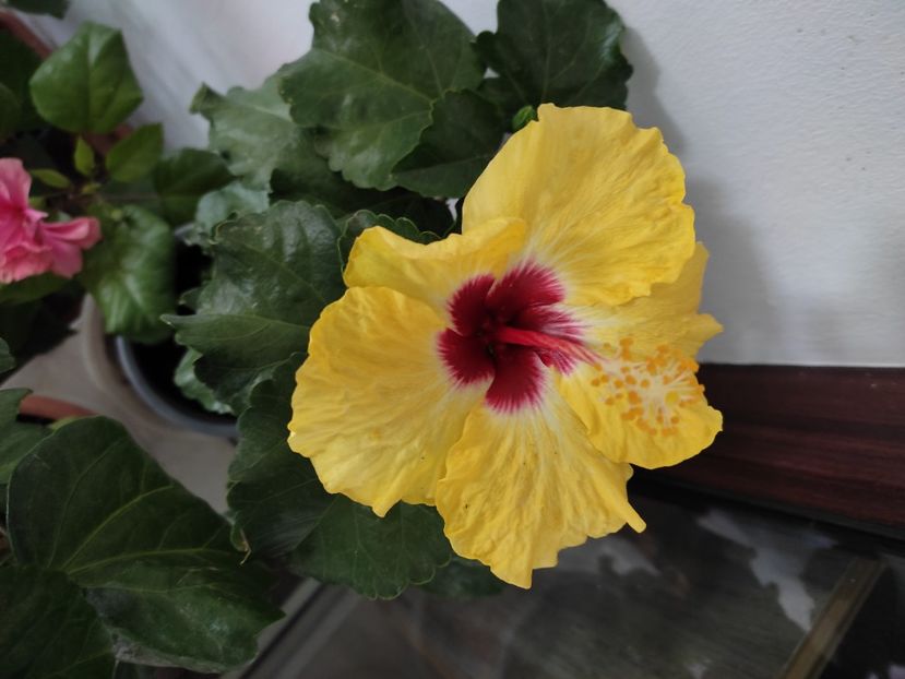  - Hibiscus 4