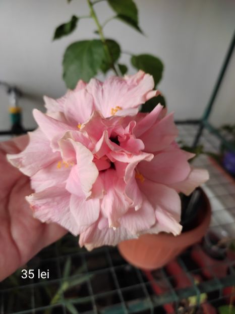  - Hibiscus 4