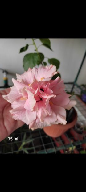 Screenshot_2021-09-21-12-26-17-795_com.miui.gallery - Hibiscus 4