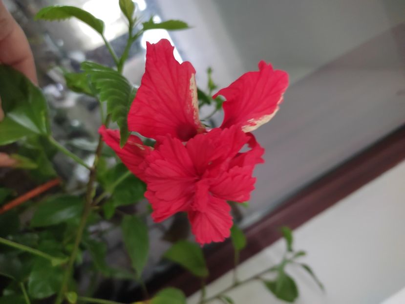 - Hibiscus 4