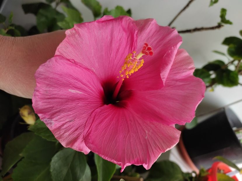  - Hibiscus 4