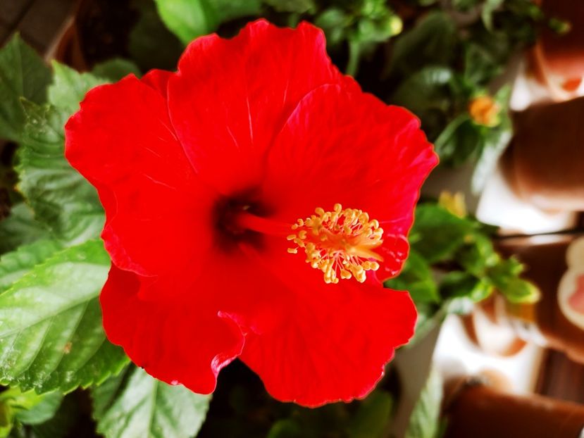  - Hibiscus 4