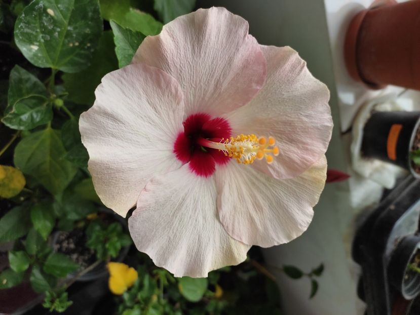  - Hibiscus 4