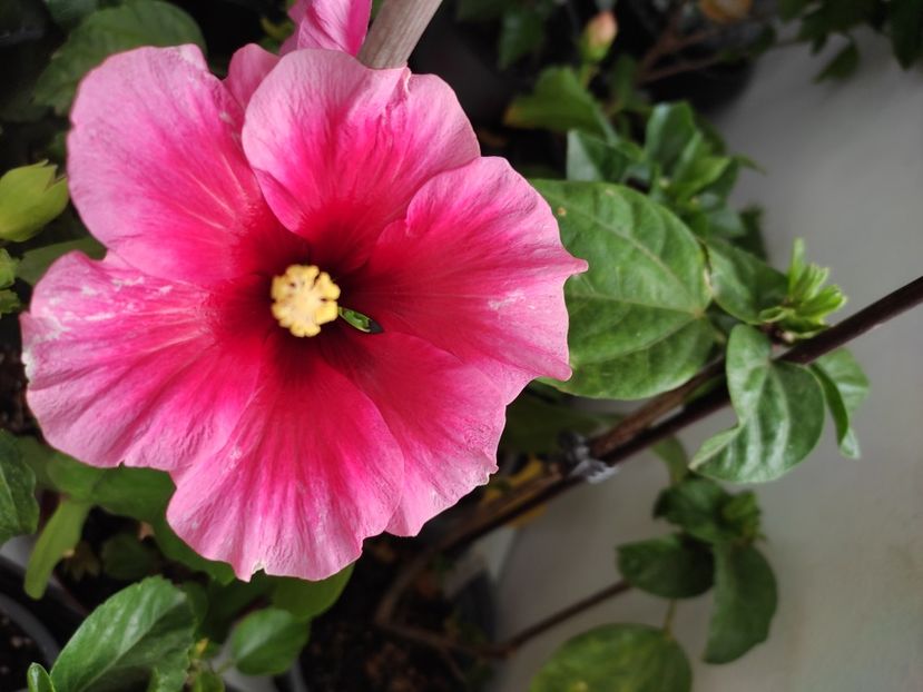  - Hibiscus 4