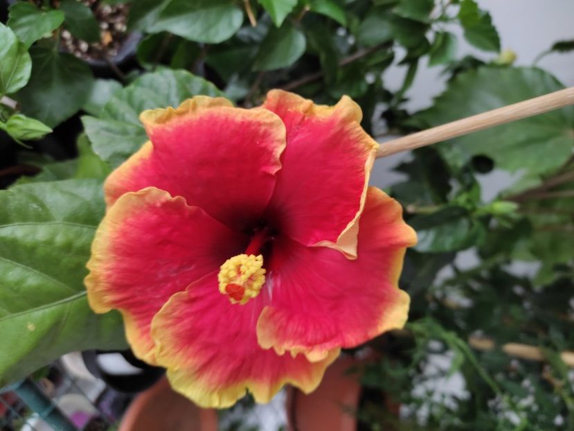  - Hibiscus 4