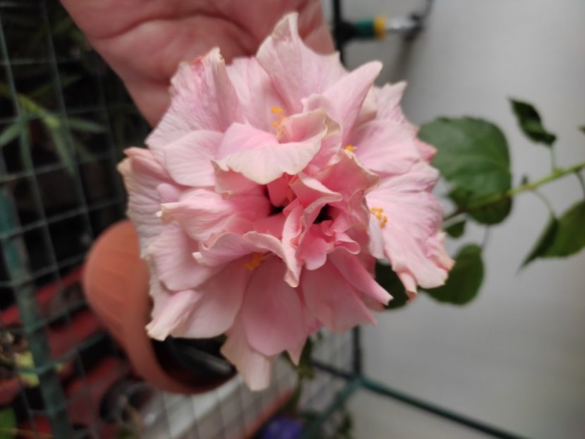  - Hibiscus 4
