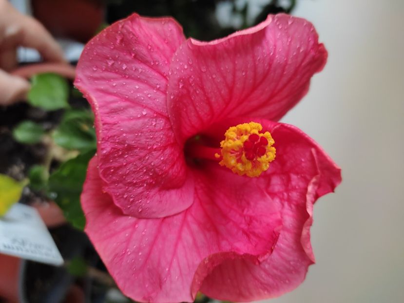 - Hibiscus 4