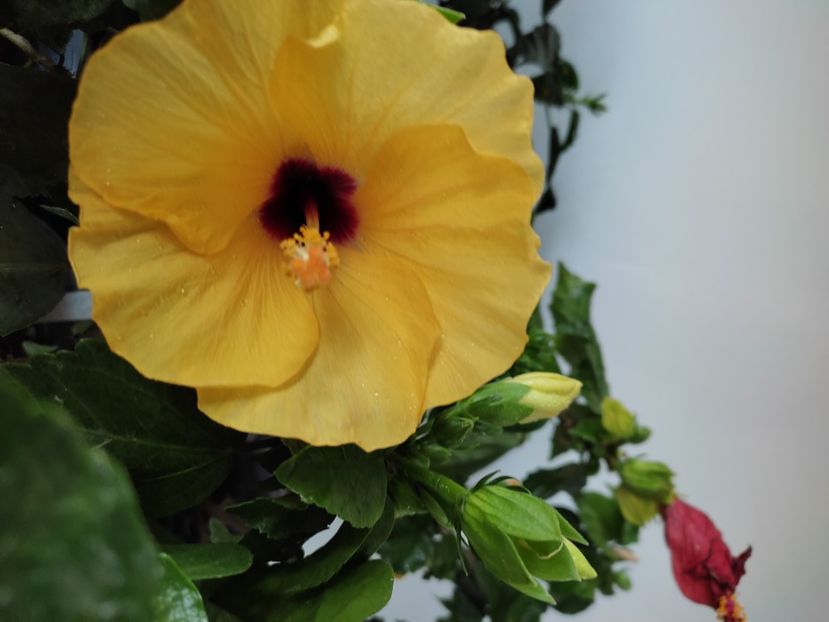  - Hibiscus 4