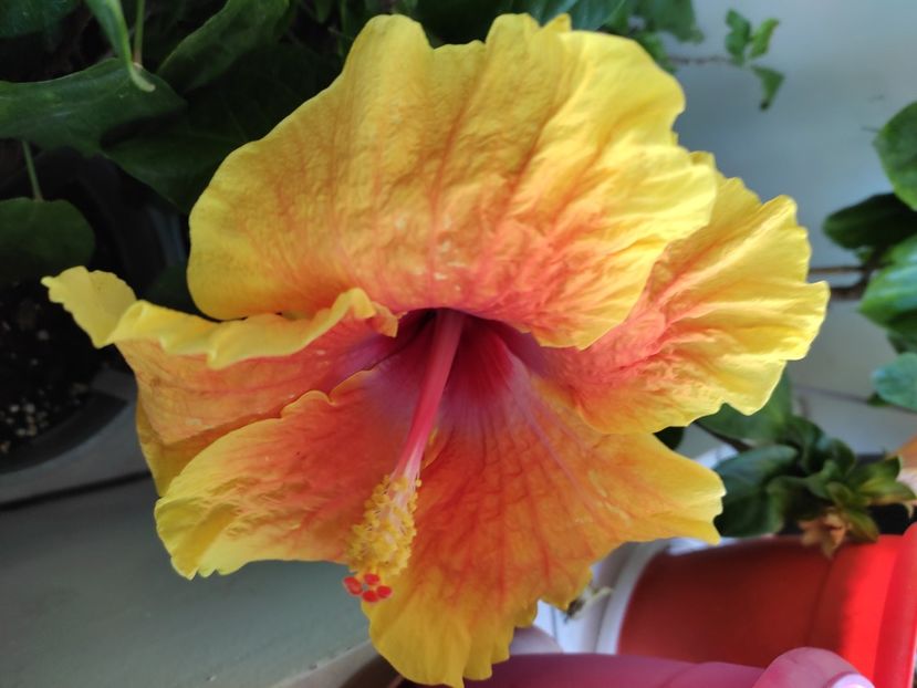  - Hibiscus 4