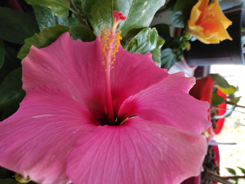  - Hibiscus 4