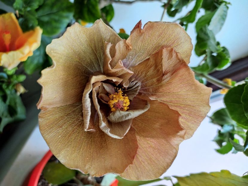  - Hibiscus 4