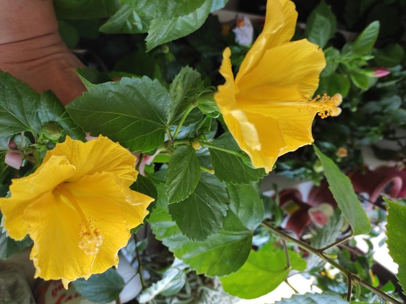  - Hibiscus 4