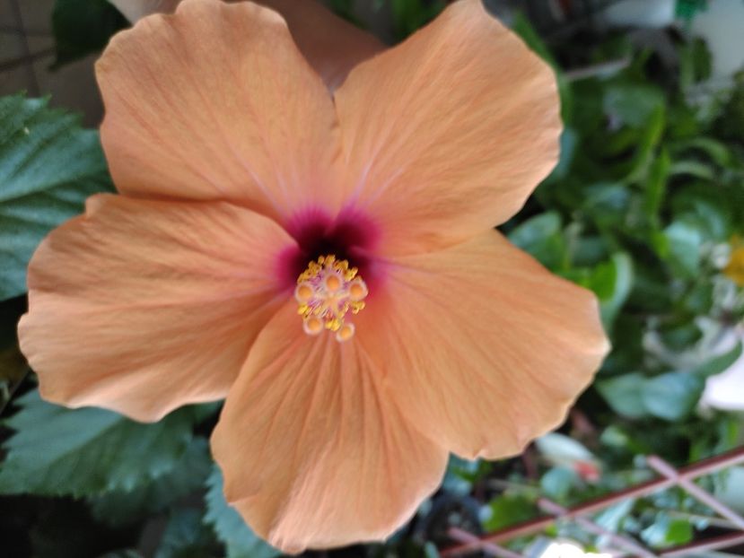  - Hibiscus 4
