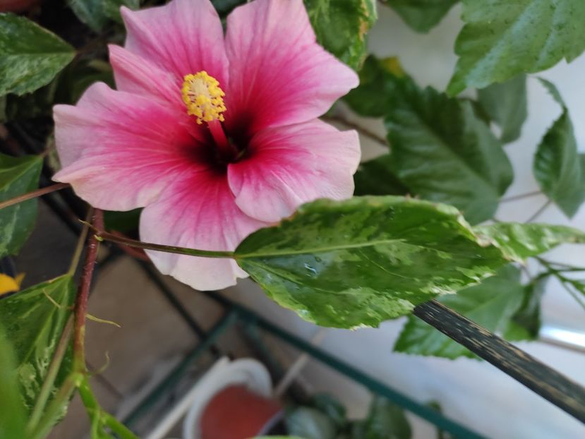  - Hibiscus 4