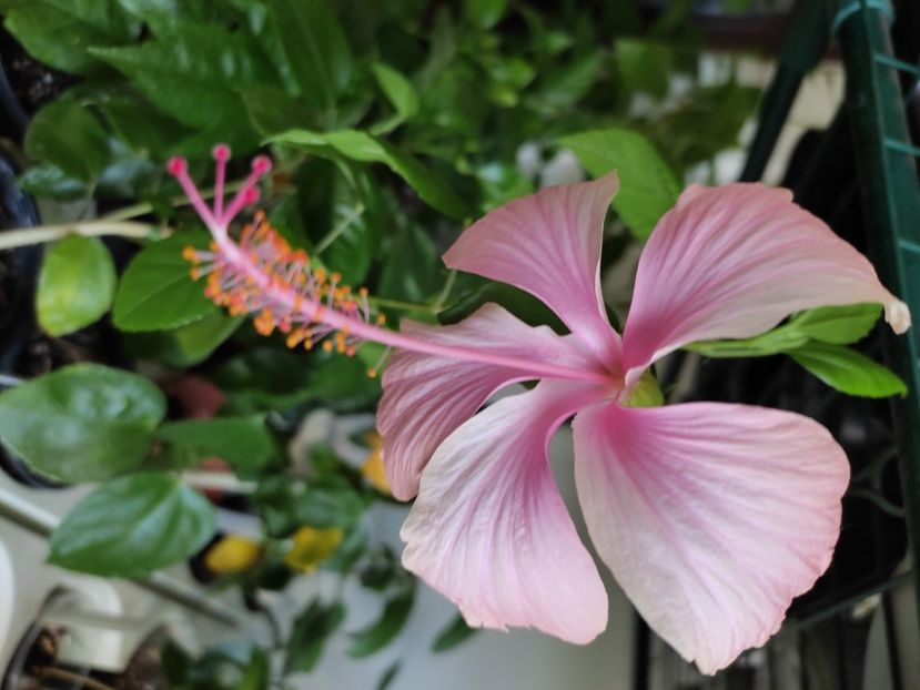  - Hibiscus 4