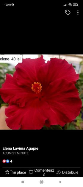 Screenshot_2021-09-18-19-40-11-505_com.facebook.katana - Hibiscus 4