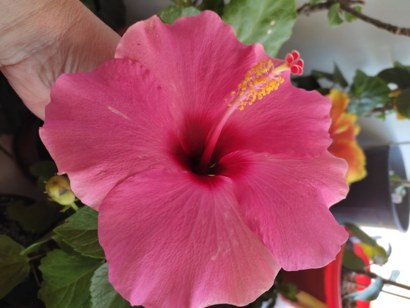 - Hibiscus 4