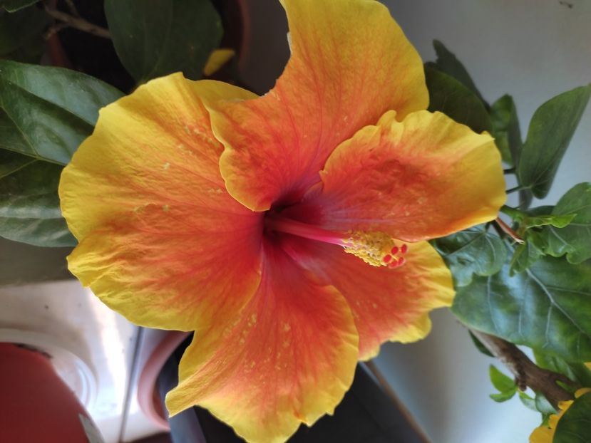  - Hibiscus 4