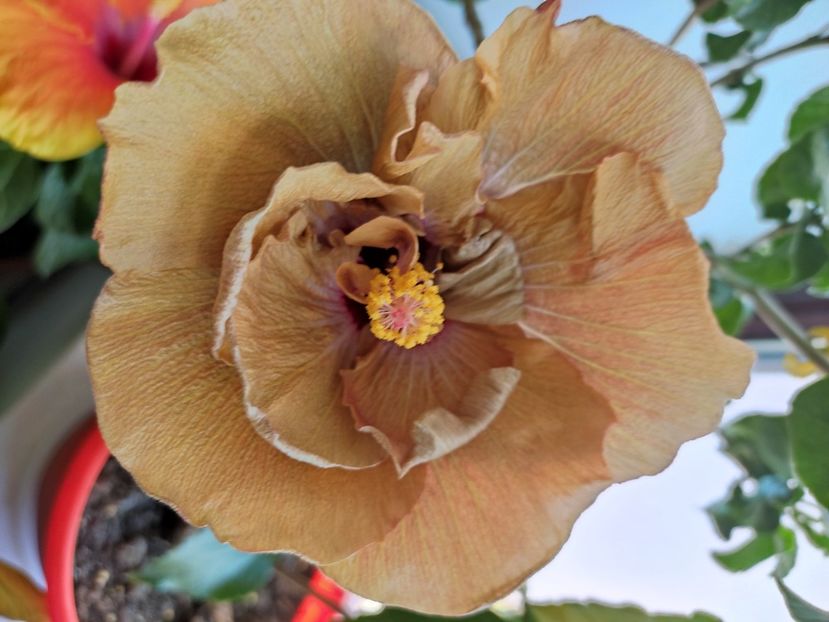 - Hibiscus 4