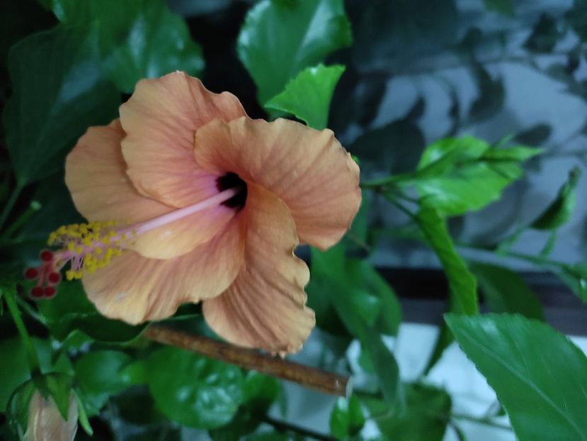  - Hibiscus 4