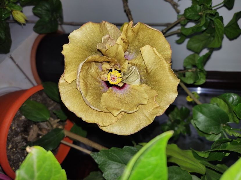  - Hibiscus 4